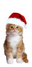 christmas-kitten_crop
